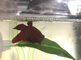 Betta Bed Leaf Hammock