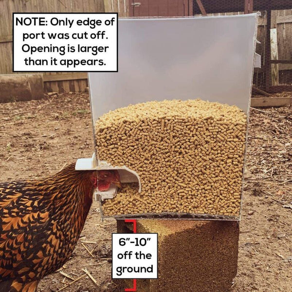 Chicken Feeder with Rat Stopper Caps