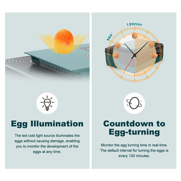 Egg Incubator