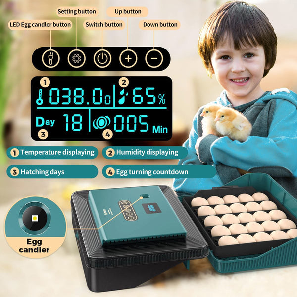 Egg Incubator