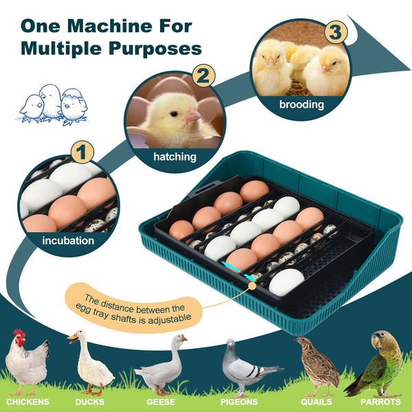 Egg Incubator