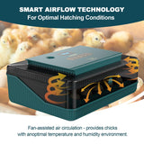 Egg Incubator