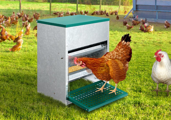Automatic Chicken Feeder
