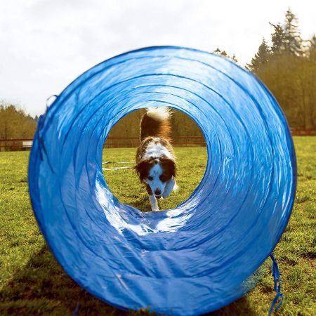 Dog Agility Equipment