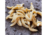 Soft Artificial Bread Worm Fishing Lure