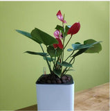 Self Watering Flower Pot with Water Level Gauge