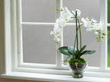 Frosted Privacy Window Film