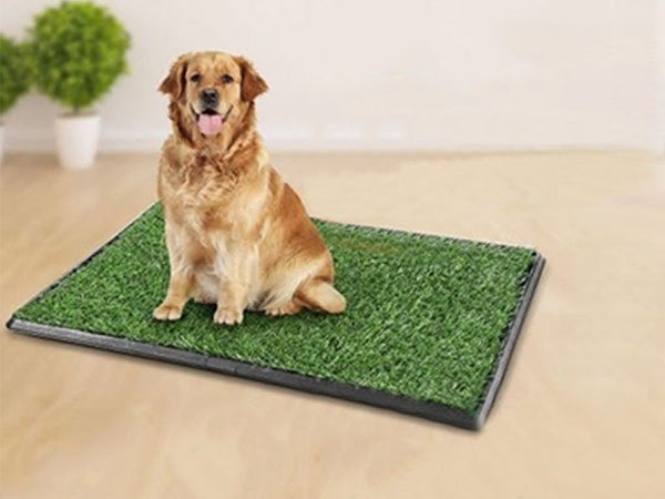 Puppy Pet Potty Training Pee
