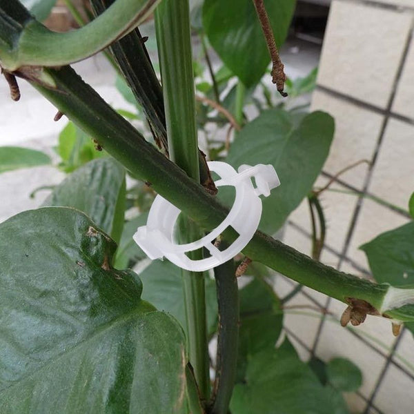 100pcs 2.5cm White Plant Clip Fixed Tomato Clips