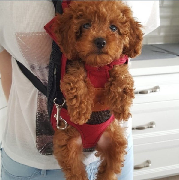 Pet Carrier Dog Cat Backpack S