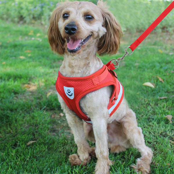 Cat Vest Harness Leash Set
