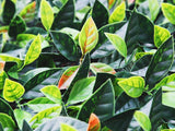 Artificial Ivy Leaf Screen