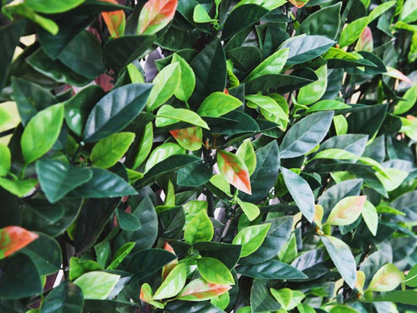 Artificial Ivy Leaf Screen