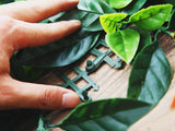 Artificial Ivy Leaf Screen