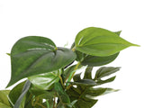 Aquarium Plants Fish Tank Green Leaves LIKE REAL