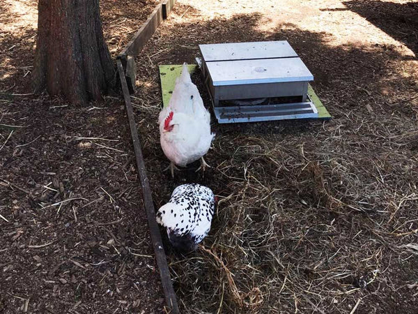 Chicken Feeder 12KG Auto