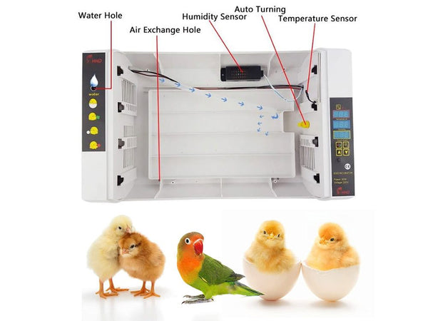 Egg Incubator