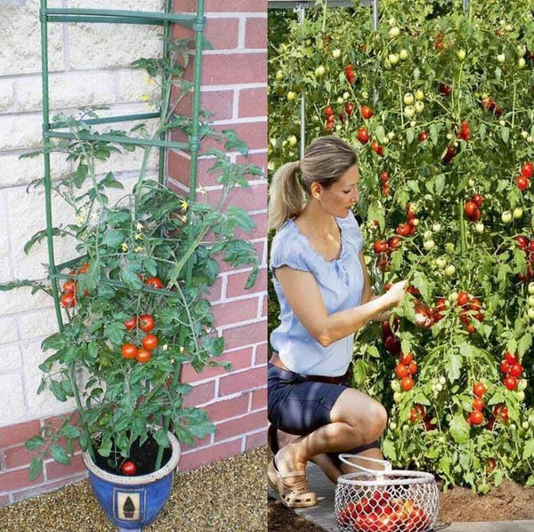 Tomato Cage 126CM - Climbing Vegetable Cage 3PCS