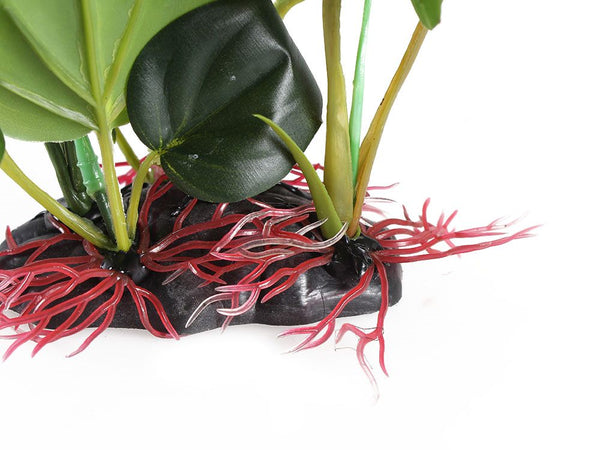 Aquarium Plant