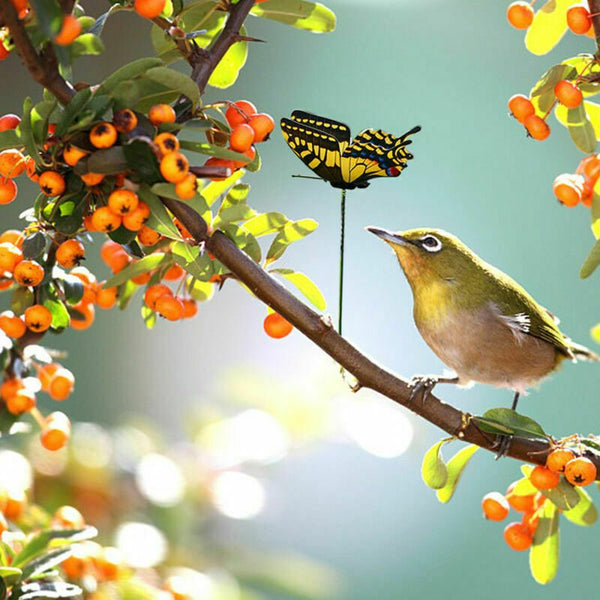 Garden Butterfly Outdoor Butterflies
