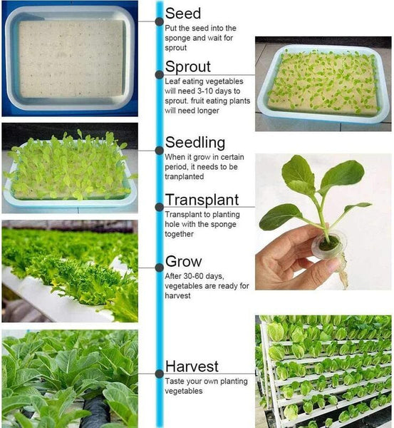 Hydroponic Grow Kit