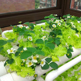 Hydroponic Grow Kit