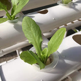 Hydroponic Grow Kit