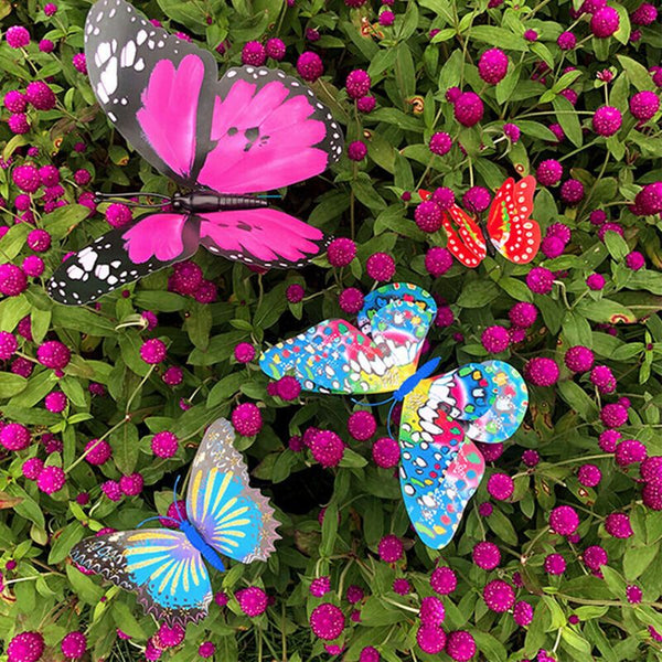 Garden Butterfly Outdoor Butterflies