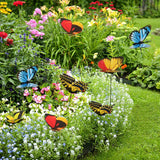 Garden Butterfly Outdoor Butterflies