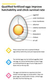 120 Egg Incubator