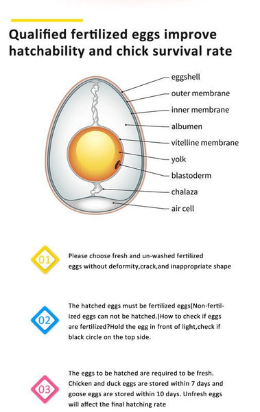 120 Egg Incubator