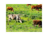Electric Fence Energiser 5KM