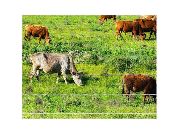 Electric Fence Energiser 5KM