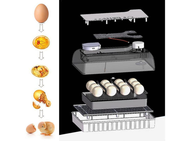 Automatic Egg Incubator