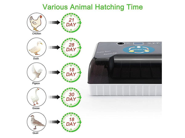 Automatic Egg Incubator