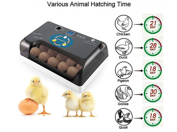 Automatic Egg Incubator