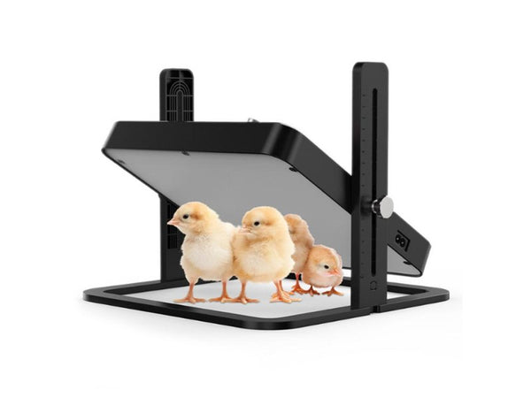 Chick Brooder Heater NZ | Adjustable Temp & Height for 15 Chicks